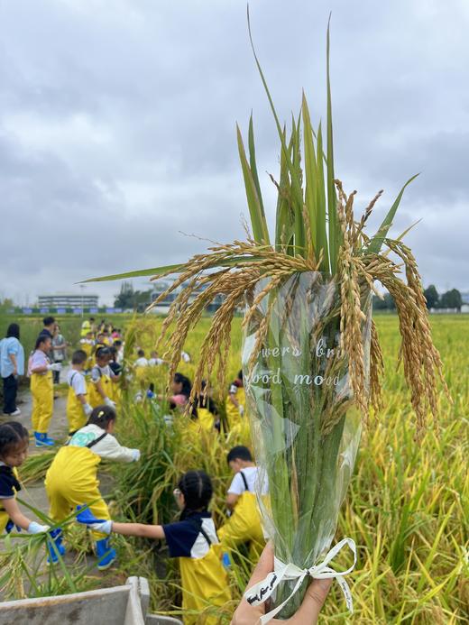【秋收总动员•嗨在田间地头】亲子一日活动，感受季节的乐趣、丰收的喜悦～

🌾稻田割稻 打谷脱粒🌾
🚜抢收大作战 鸡公车运粮
🌽玉米消消乐 手搓玉米赛
🐟稻田摸鱼 田 商品图9