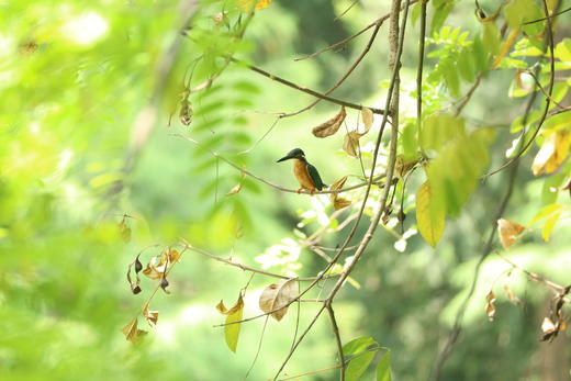 自然观察基础课 | 海珠湖观鸟 商品图2