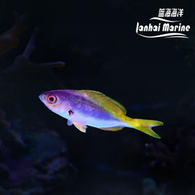 黄蓝梅鲷