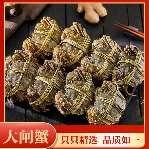 优选丨【现货礼盒】河北音乐广播产地直采 山海造阳澄湖大闸蟹活蟹礼盒  口感鲜美,肉香十足! 商品图1