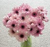 非洲菊 | 冰清玉洁 商品缩略图0