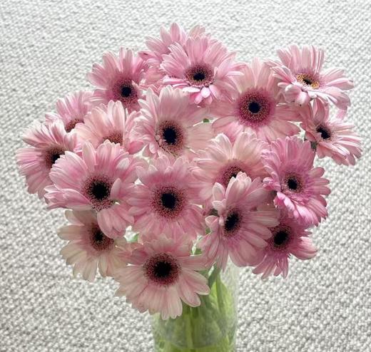 非洲菊 | 冰清玉洁 商品图0