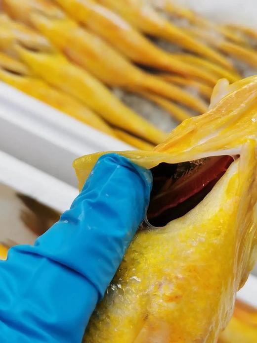 【京东包邮半野生黄花鱼】黄花鱼中秋节礼盒 吊笼半野生 体形细长 健硕没有胖胖的肚子 鲜鱼发货 肉质很紧实 没有土腥味基地直邮 商品图7