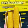【黑金玉米双拼/巧克力玉米系列】#🌽黑金时刻玉米
软糯到拉丝的玉米
一盒里有两种 黄糯玉米和黑玉米
玉米软糯绵密 一点也不粘牙 甜度恰当
特点总结：软糯不干巴 拉丝不粘牙 商品缩略图0