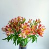 橙色水仙百合20支/扎【GY】 商品缩略图1