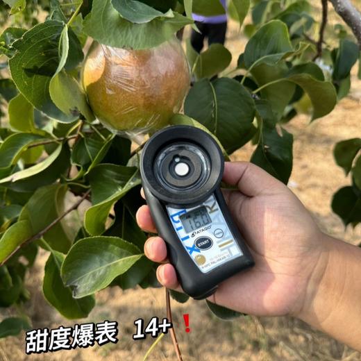 隰县玉露香梨#皮薄核小脆甜多汁无渣，核心产区现摘现发，自然树上熟，不打蜡，秋冬润喉润燥 商品图4