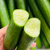 【顺丰包邮】三个0黄瓜 水果黄瓜 清脆爽口 3斤装 商品缩略图3