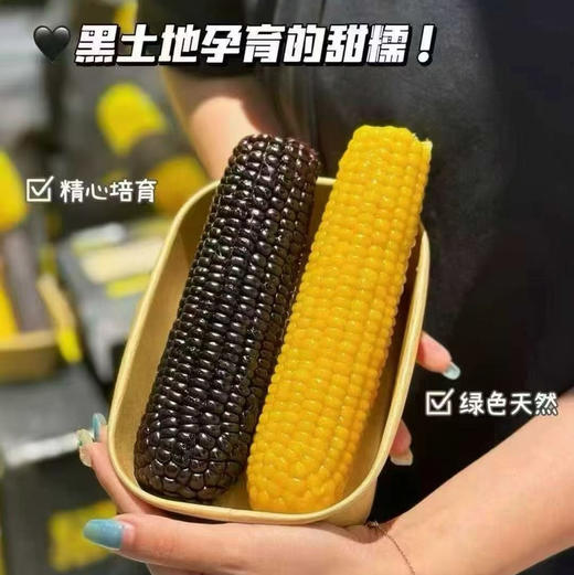 【黑金玉米双拼/巧克力玉米系列】#🌽黑金时刻玉米
软糯到拉丝的玉米
一盒里有两种 黄糯玉米和黑玉米
玉米软糯绵密 一点也不粘牙 甜度恰当
特点总结：软糯不干巴 拉丝不粘牙 商品图2