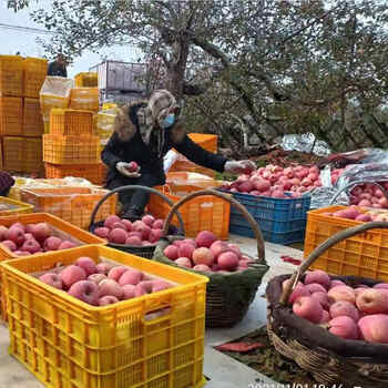 京觅洛川红富士苹果 4.5斤 单果235g+ 时令新鲜水果生鲜脆甜 源头直发 商品图1