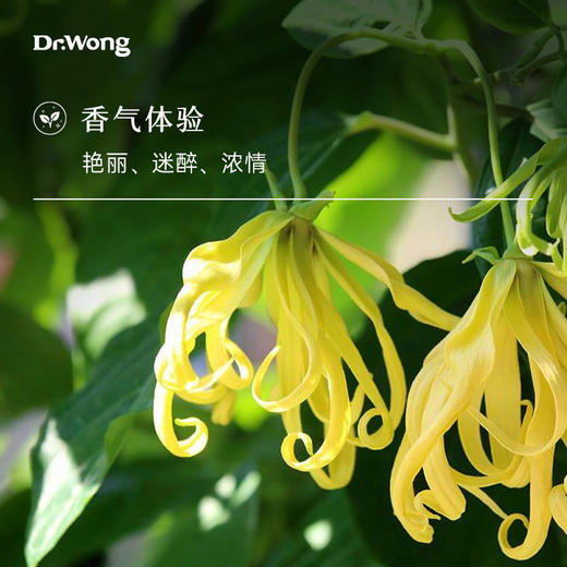 完全依兰 单方精油 商品图1