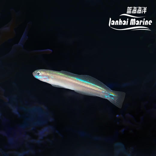 舌塘鳢-群游 商品图0