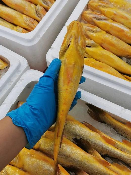 【京东包邮半野生黄花鱼】黄花鱼中秋节礼盒 吊笼半野生 体形细长 健硕没有胖胖的肚子 鲜鱼发货 肉质很紧实 没有土腥味基地直邮 商品图8