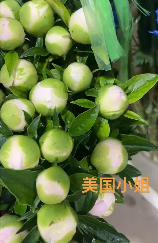 精品花材美国小姐芍药 商品图8