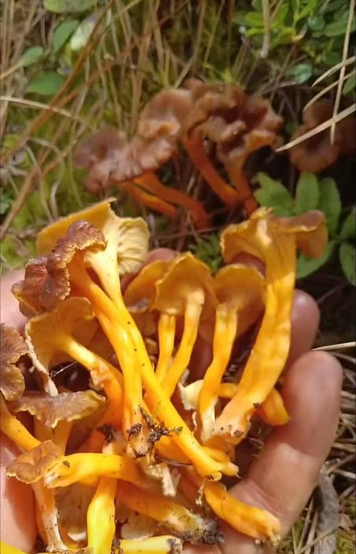 野生桂花菌干货 商品图2