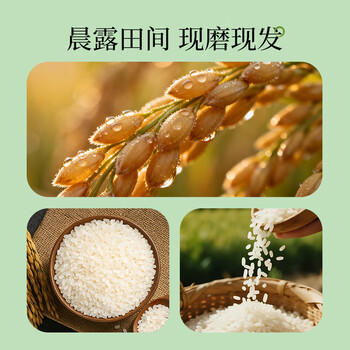 崇明大米正宗 崇明岛2025新米 鲜香大米5kg软糯珍珠米粳米香米 含胚芽10斤 /粮油调味 /米 /珍珠米 商品图3