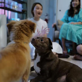 听见毛孩子的心-宠物沟通工作坊