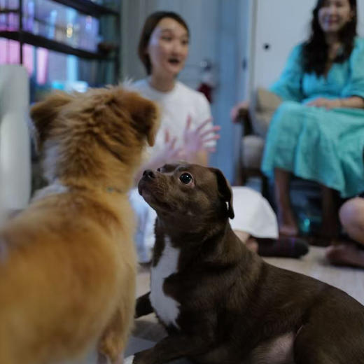 听见毛孩子的心-宠物沟通工作坊 商品图0