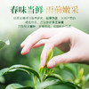 茶马世家 信阳绿茶 口粮茶250g大分量装 商品缩略图3