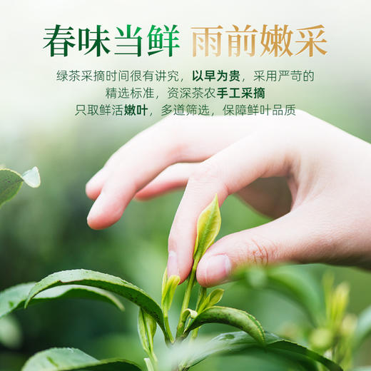 茶马世家 信阳绿茶 口粮茶250g大分量装 商品图3