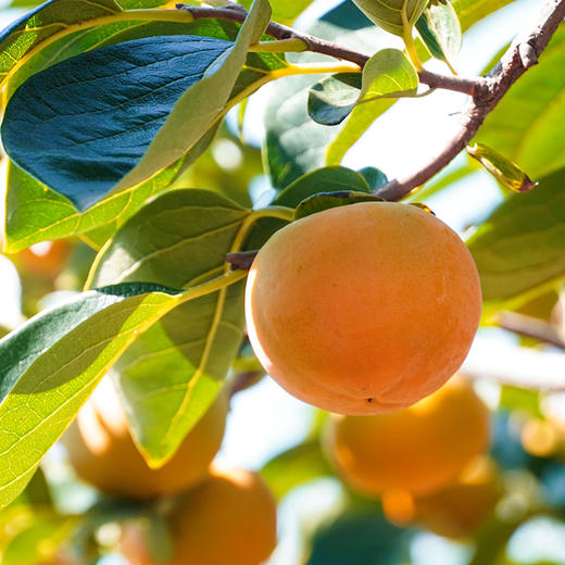 云南保山甜脆柿 自带冰糖心无核不涩口 满口甜脆好过瘾 商品图0