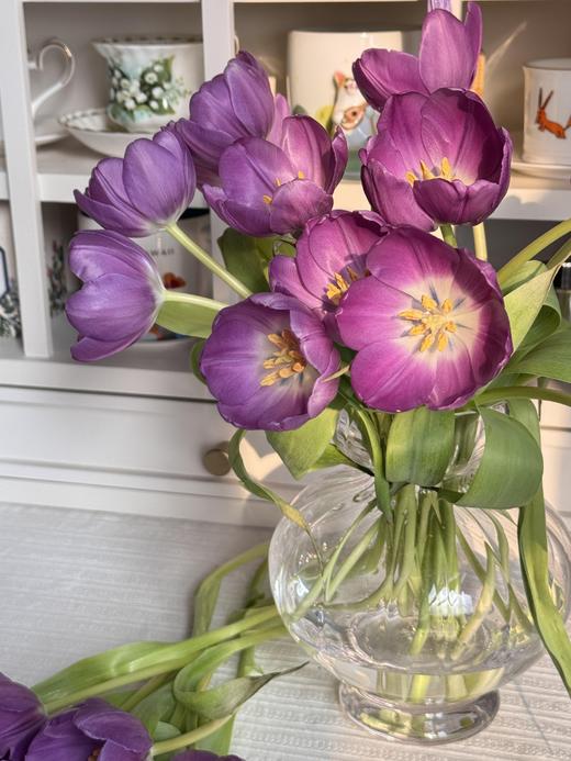 【幽梦郁金香】10支/份  长约25-30cm 商品图6