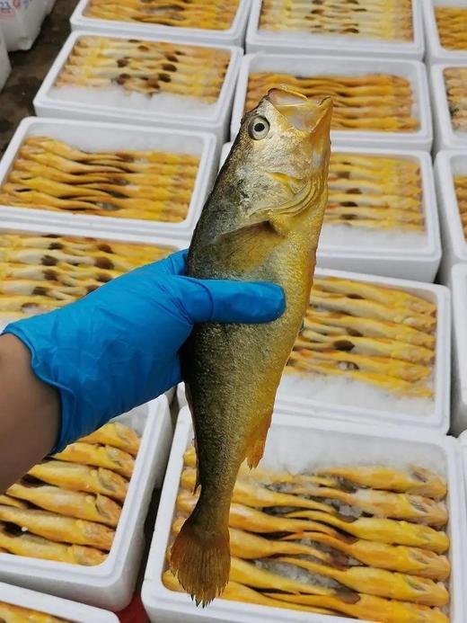 【京东包邮半野生黄花鱼】黄花鱼中秋节礼盒 吊笼半野生 体形细长 健硕没有胖胖的肚子 鲜鱼发货 肉质很紧实 没有土腥味基地直邮 商品图5