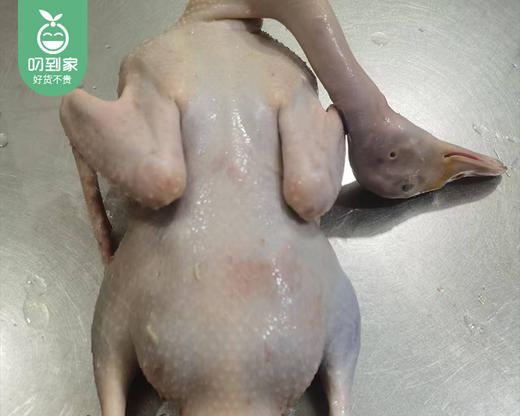 桐子园散养180天正番鸭（母）/1只（1.25-1.4kg）生产日期：12月21日 商品图2