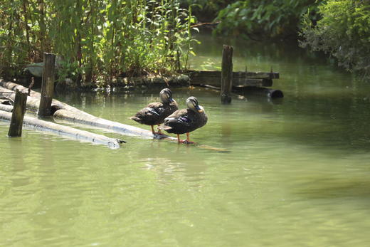 自然观察基础课 | 海珠湖观鸟 商品图1