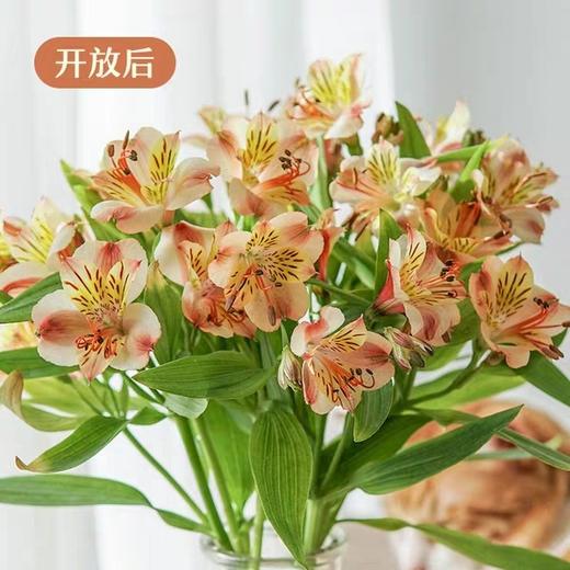 橙色水仙百合20支/扎【GY】 商品图2