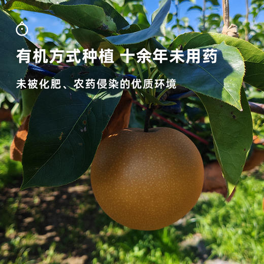 企鹅市集|山东莱阳有机秋月梨 4粒/5粒装可选 酥脆化渣 一口冰糖甜 精品梨园出品 商品图4