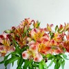橙色水仙百合20支/扎【GY】 商品缩略图0