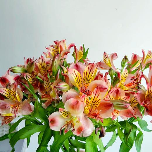 橙色水仙百合20支/扎【GY】 商品图0