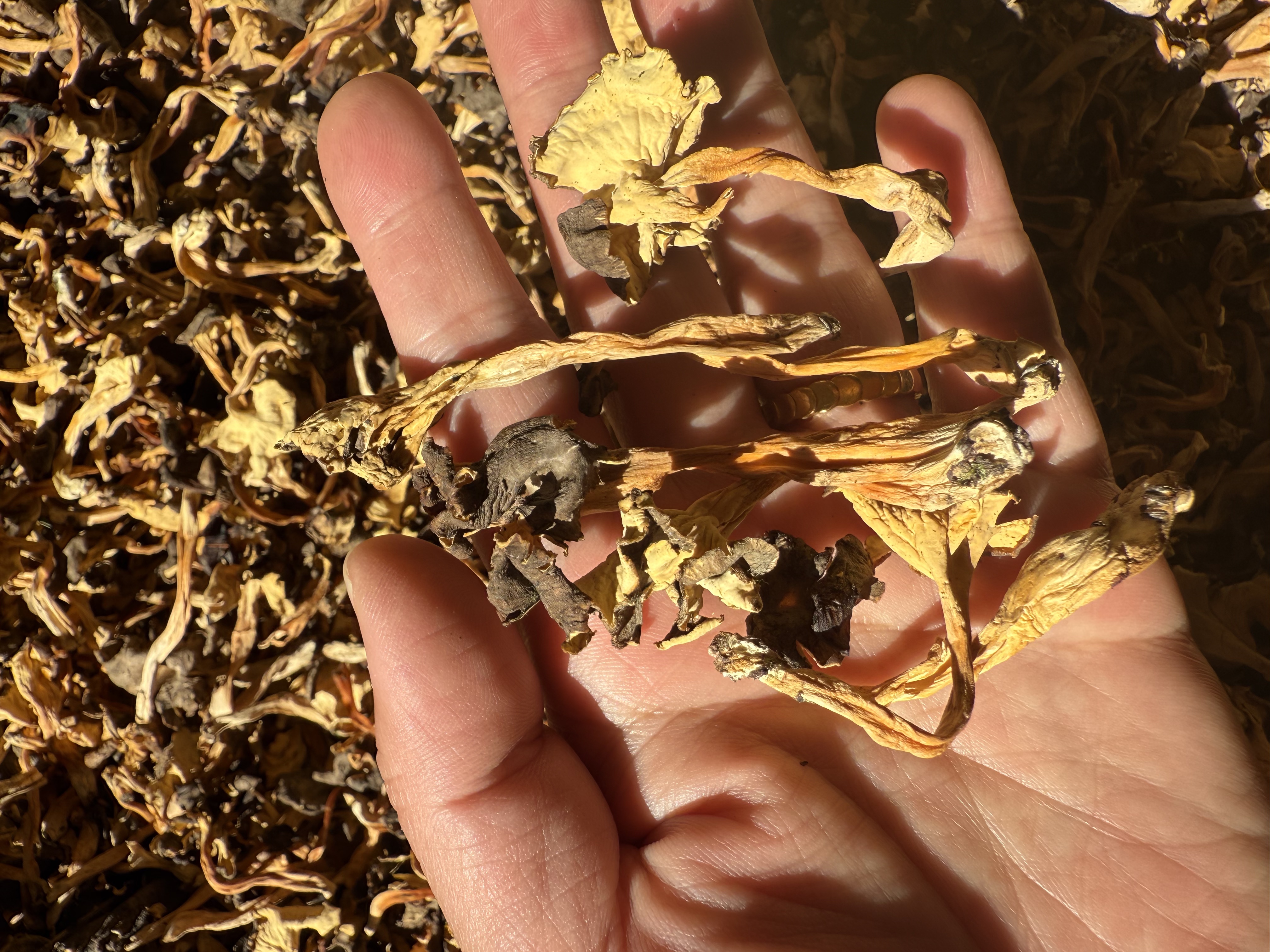 野生桂花菌干货