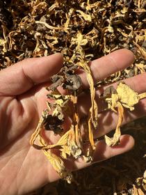 野生桂花菌干货