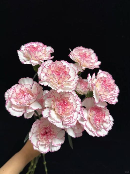 小天使康乃馨 20支/扎【GY】 商品图2