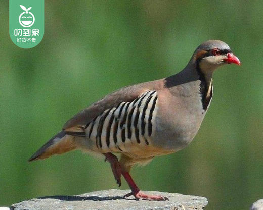 【叼禽】桐子园高山散养老鹧鸪/1只（320-360g）赠虎尾轮30g生产日期：12月21日 商品图5