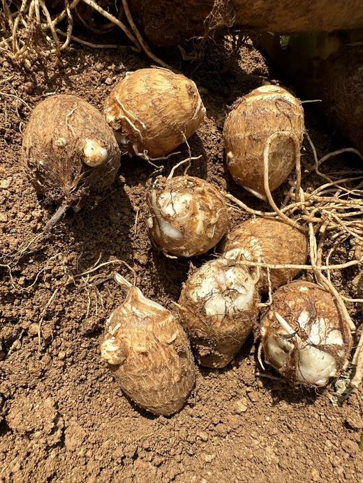 自营（农产品）-奶心小芋头 商品图0