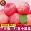 京觅洛川红富士苹果 4.5斤 单果235g+ 时令新鲜水果生鲜脆甜 源头直发 商品缩略图3
