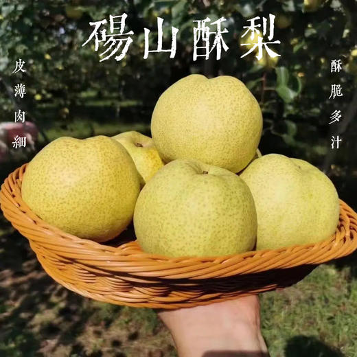 安徽砀山酥梨 5斤装/9斤装/礼盒装 新鲜现摘 皮薄肉细 酥脆多汁 商品图1