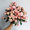 折射多头玫瑰 10支 (40-45个花苞)/扎【GY】 商品缩略图7