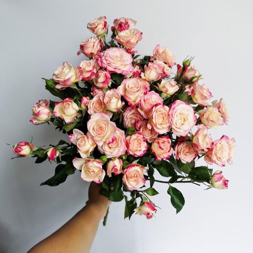 折射多头玫瑰 10支 (40-45个花苞)/扎【GY】 商品图7