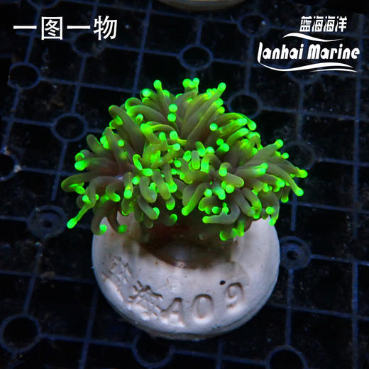 人工地狱火金火柴 商品图3