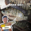 生态罗非鱼 （冷鲜，仅限省内下单）| 绿家自产 * Eco- Tilapia | Self-production 商品缩略图0