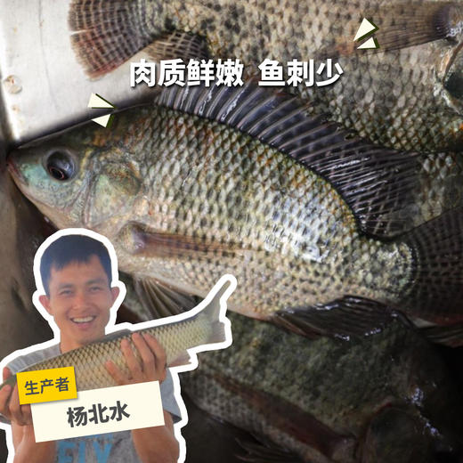 生态罗非鱼 （冷鲜，仅限省内下单）| 绿家自产 * Eco- Tilapia | Self-production 商品图0