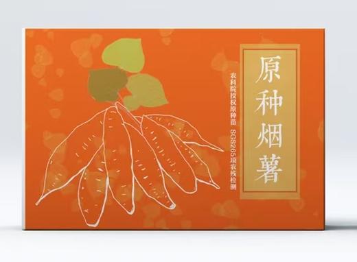 山东原种烟薯25号 商品图5