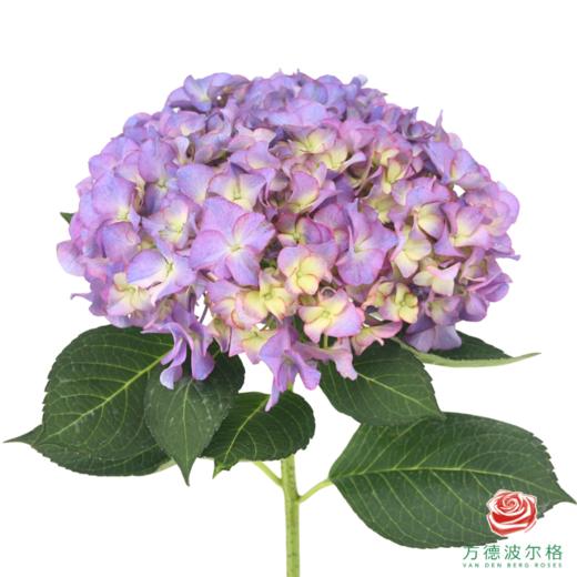 市场绣球-春闺 商品图0