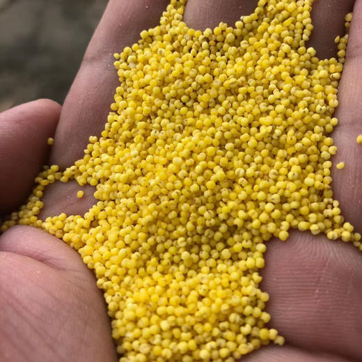 2025新米山东沂蒙山米脂黄小米 商品图3