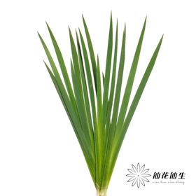 叶材| 鸢尾叶