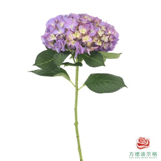 市场绣球-春闺 商品图1