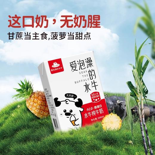 广西爱泡澡的水牛纯牛奶 吃甘蔗菠萝 天然甜 配料干净 商品图0